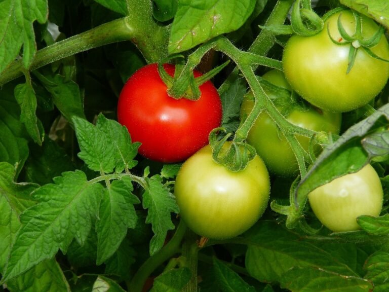 tomato, maturity level, vine tomatoes-1565314.jpg